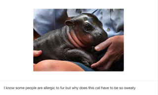 Illustration for article titled This Is the Greatest Cat-Related Tumblr You Have Ever Read